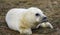 New born seal pup on the beach