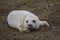 New born seal pup on the beach