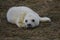 New born seal pup on the beach