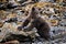This new born tiny, cute, little grizzly baby is watching curiuos the surrounding