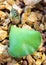 New bud leaf of Key lime pie Adromischus Cristatus succulent plant