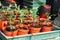 New cabbage Plants in pots.