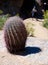 New cactus plant waiting for a hiker on a granite rock at Pinna