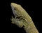 New Caledonia Giant Gecko on a black background