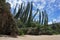 New Caledonia pines and pandanus on beach shore