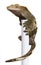 New Caledonian Crested Gecko climbing white pole