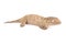 New Caledonian giant gecko, Rhacodactylus leachianus