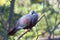 New Caledonian Imperial-pigeon