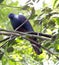 New Caledonian Imperial Pigeon, Ducula goliath