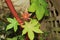 New Castor Bean leaves on the large stalk of the plant
