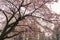 New cherry blossom with distant city buildings behind, in early Spring, Tokyo, Japan