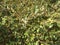 A new close up of evergreen shrub of Ziziphus mauritiana