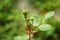 New closed rose flower buds with green leaves in the garden