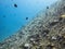 New corals colony on wreck of boat Cedar Pride in Aqaba, Jordan, Red Sea.