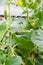 New crop cucumbers in greenhouse