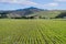 New crop, mountain background, Half Moon Bay, California