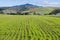 New crop, mountain background, Half Moon Bay, California