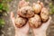 New crop potato tubers in the hands