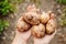 New crop potato tubers in the hands