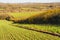 New crops in Combe Valley, East Sussex, England