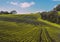 New crops in Combe Valley, East Sussex, England