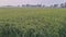 New crops in the field of  West Bengal, decent crop production in this year  with a target 15 to 16 million tones.