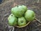 new crystal guava fruit harvest