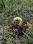 New curly fern leaf unfurling in grassy area