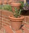 New cutting of rosemary starts into growth in terracotta pot