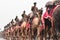 New Delhi, India - January 18 2019: Republic Day 2020 rehearsals at Rajpath. BSFâ€™s Camel Regiment marching in the Parade