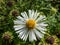 New England aster (Aster novae-angliae) \\\'Alba\\\' flowering with white flowers