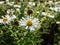 New England aster (Aster novae-angliae) \\\'Alba\\\' flowering with white flowers