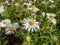 New England aster (Aster novae-angliae) \\\'Alba\\\' flowering with white flowers