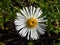 New England aster (Aster novae-angliae) \\\'Alba\\\' flowering with white flowers