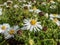 New England aster (Aster novae-angliae) \\\'Alba\\\' flowering with white flowers with yellow center in autumn