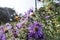 New england aster plants in a garden meadow with a honey bee flying to it`s purple flowers with pollen sacks on it`s hine legs