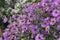 New England Aster Symphyotrichum novae-angliae