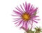 New England Aster (Symphyotrichum novae-angliae)