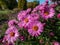 New England Aster variety (Aster novae-angliae) \\\'Barr\\\'s Pink\\\' flowering with large, lilac-pink flowers