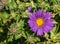 New England Aster â€“ Symphyotrichum novea-angliea