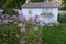 A New England Coastal Cottage and Lavender purple Cleome flower