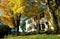 New England Colonial in Autumn, with Maples