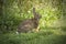 New England cottontail rabbit in South Windsor, Connecticut