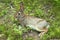 New England cottontail rabbit in South Windsor, Connecticut