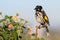 New England Honey Eater bird