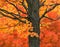 New England Maple Tree in Fall Colors