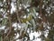 New eucalyptus bud on a branch on a spring day. blue-leaved oil mallee. Eucalyptus polybractea.