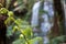 A new fern leaf in focus, with Beauchamp Falls in the background