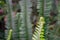 New fern spiral curl close up. Soft focus