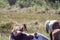 New foal in Chincoteague Ponies herd